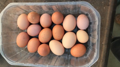 Uova fresche di gallina 